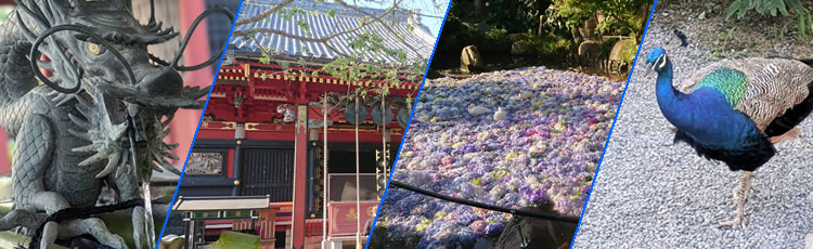 �V�q�R��Ԍ���