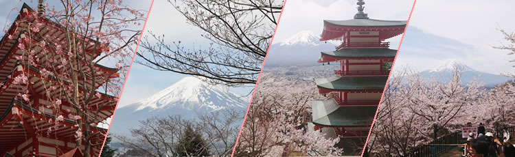 �V�q�R��Ԍ���