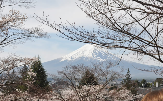 ���ꂢ�ȕx�m�R