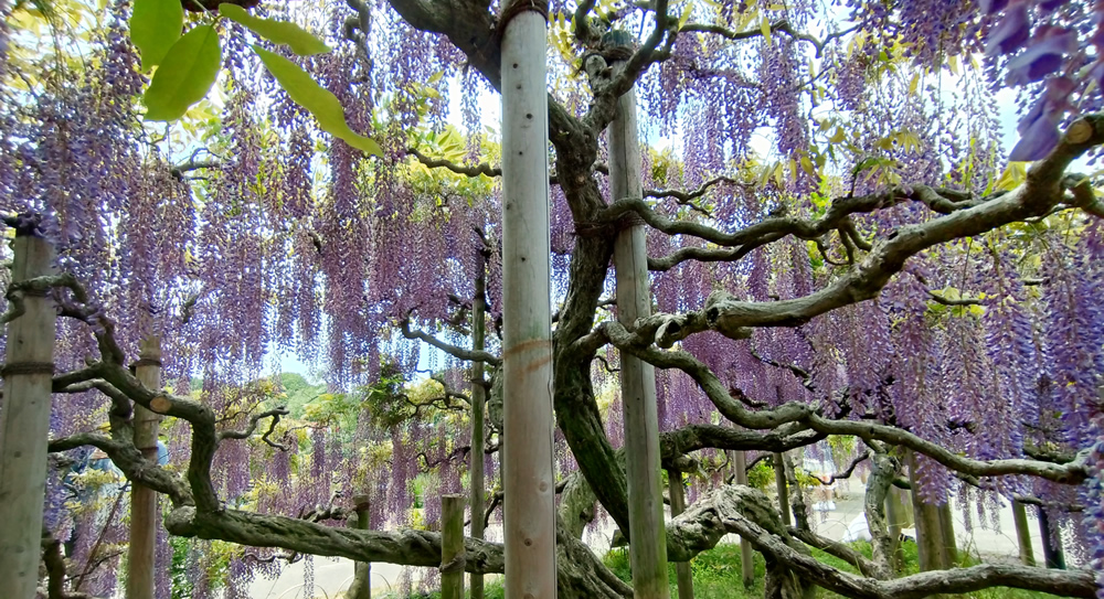 �ނ炳����