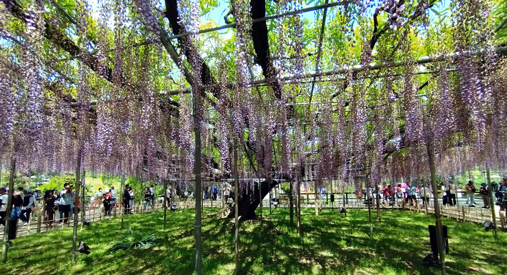 �咷���i�����Ȃ��ӂ��j