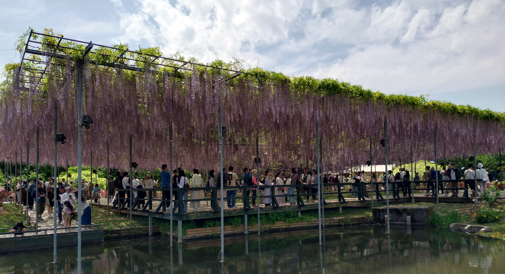 �咷�� �Ȗ،��w��V�R�L�O���Ɏw��