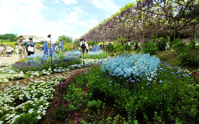 �f���t�B�j���[�� �v���`�i�u���[