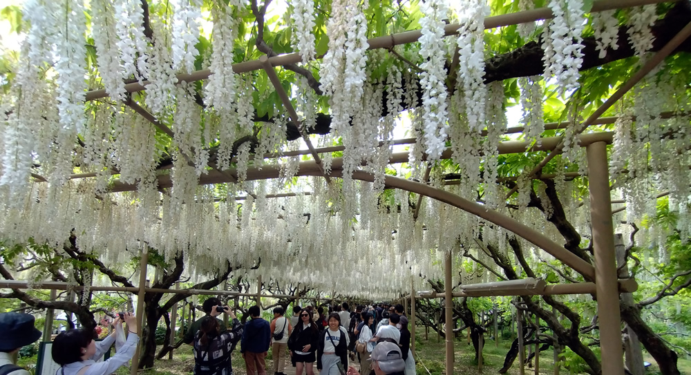 �����̃g���l��