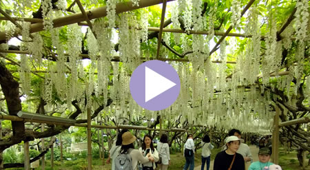 �����̃g���l��