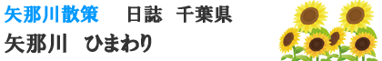 矢那川　ひまわり