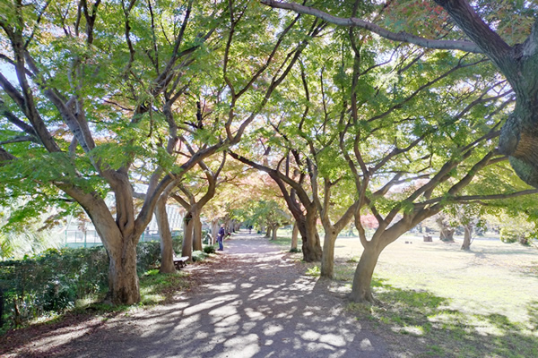 ���ΐ�A����