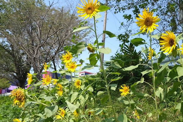 ��ߐ�@�Ђ܂��