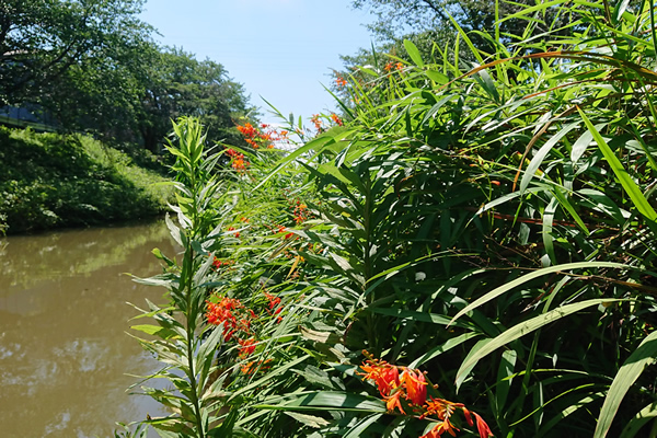 2024�N6��29���@���c3���ڂɍ炭�ԁ@���u�J���]�E�@�q���q�I�E�M�Y�C�Z��