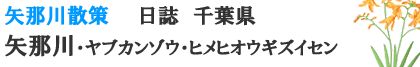 矢那川　ヤブカンゾウ　ヒメヒオウギズイセン