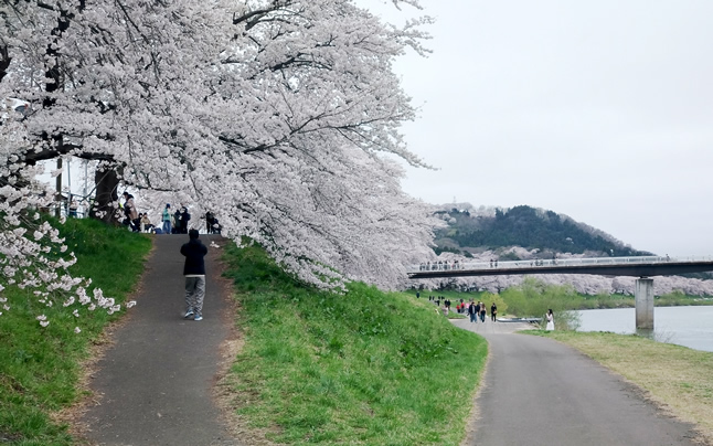 ���؂̃\���C���V�m