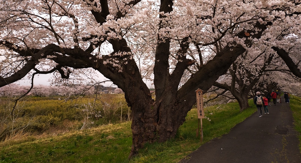 ���{�ꊲ�̑����\���C���V�m