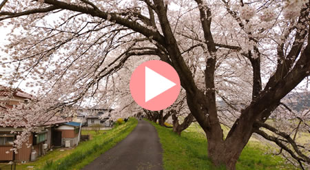 ��ߐ�����̍��g���l��