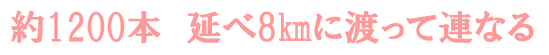 1200�{�@8km