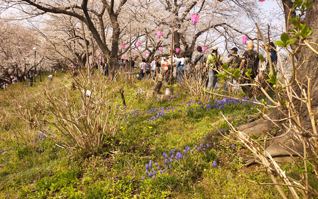 ���ƃ��X�J��