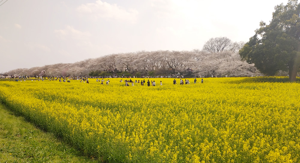 ����������̍��ƍ؂̉�