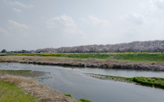 ����Q�����狴����̒���