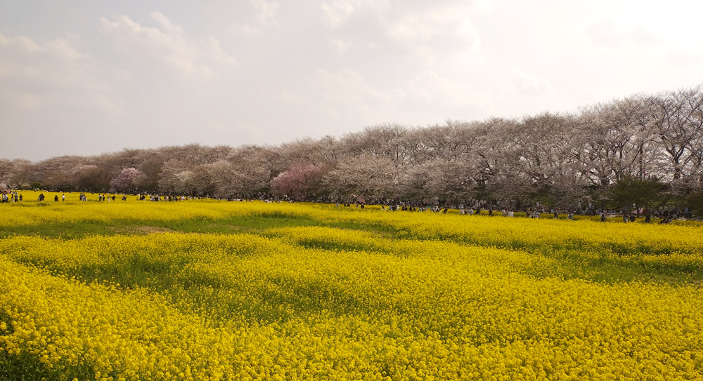 ����������̖���