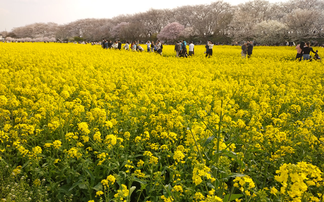 �C���X�^�f���X�|�b�g