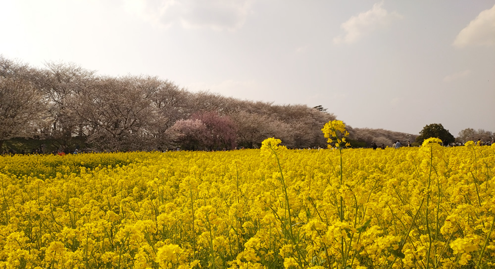 �t�ɕ�܂��ꖇ