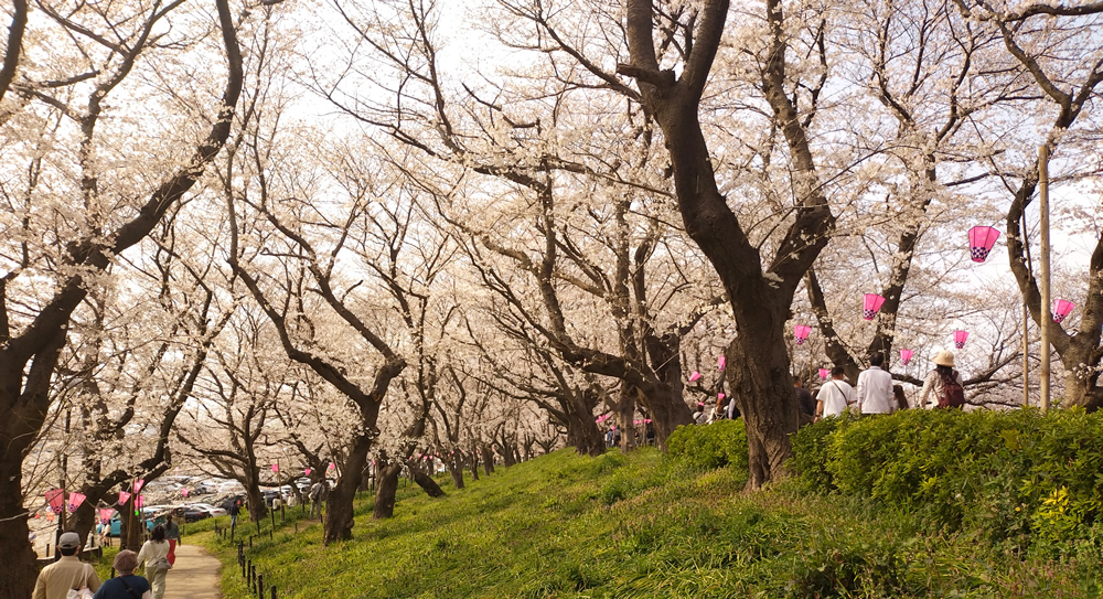 �؂̉ԂƂ͋t���ɂ����