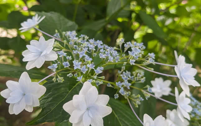 ���݂��̉ԉ�