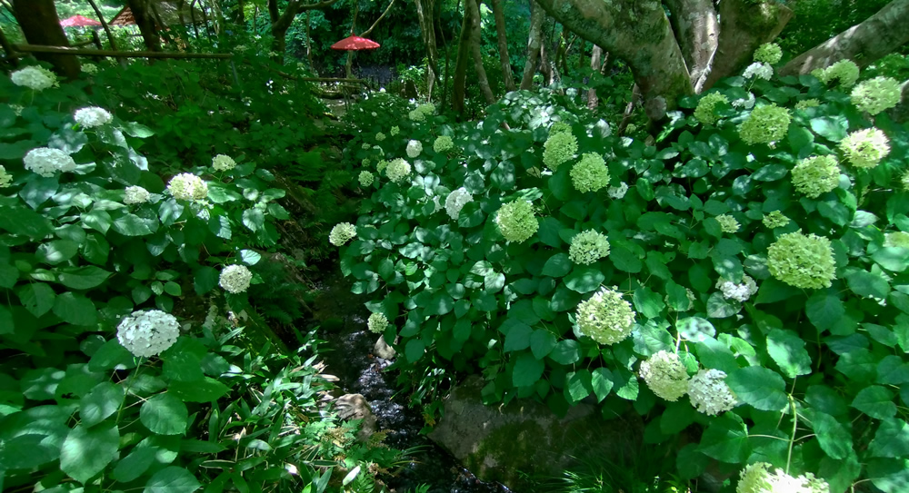 ����̂قƂ�ɍ炭�����A�i�x��