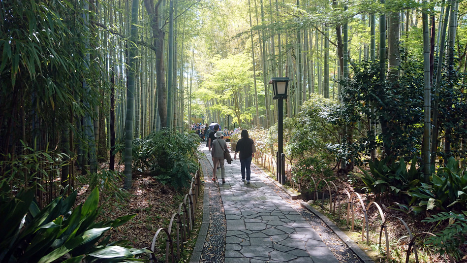 �C�P���@�|��