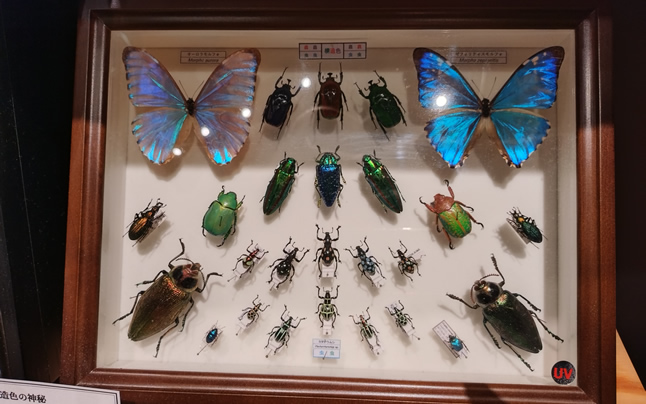 �����̎�