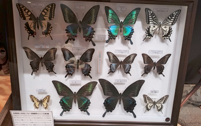 �����̎�