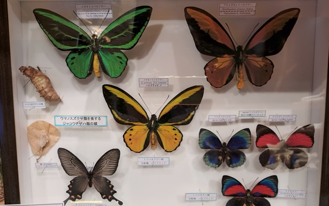 �����̎�