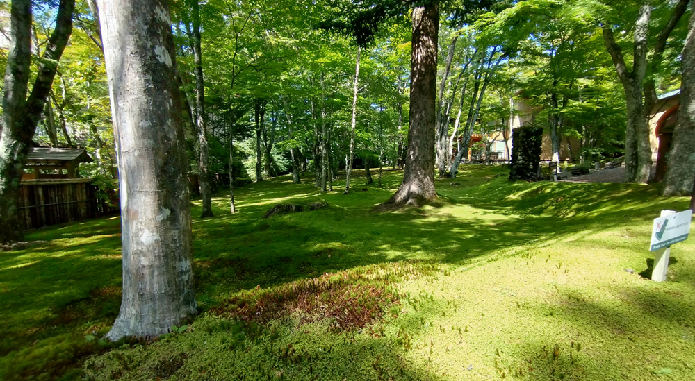 �N���\�����o�[�T�C�h�X�g�[���[ ���y���̑ے�