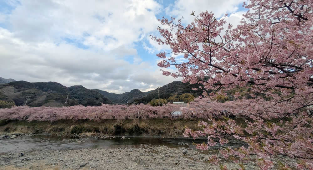 川沿いの河津桜