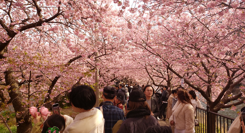 圧巻 桜のトンネル