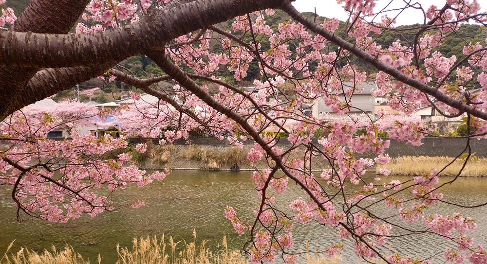 自然と桜が調和した絶景