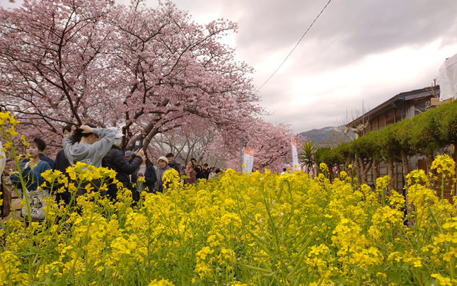 �͒Â�����ƍ؂̉�