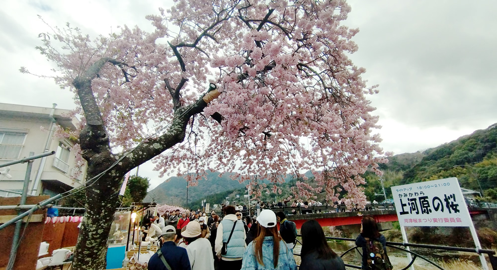 上河原の桜