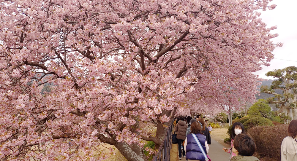 川沿いで大きな河津桜