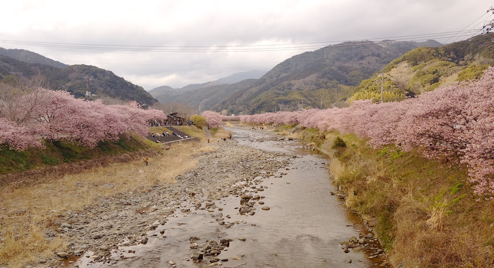 河津桜の有名な画角の場所