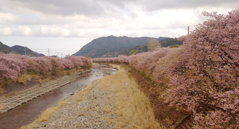 河津桜を訪れて
