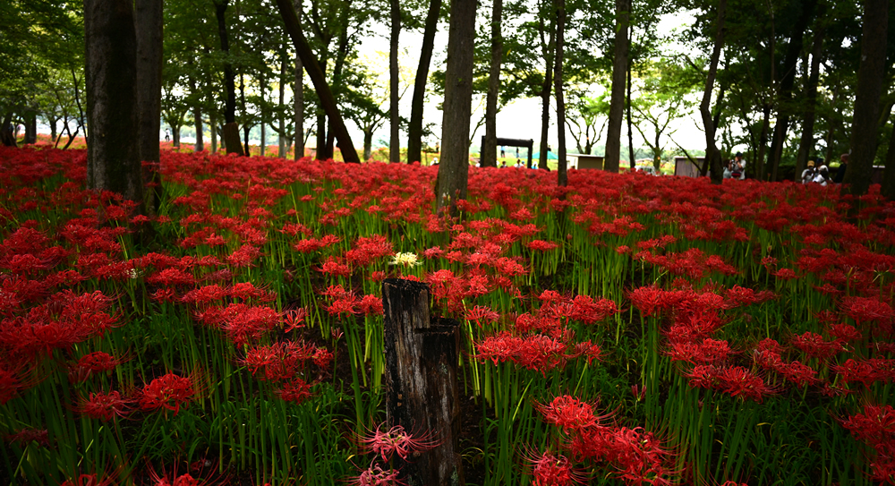 木々の間を埋め尽くすように咲く曼珠沙華
