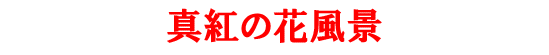 �^�g�̉ԕ��i