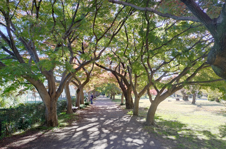 �C���n���~�W���؂̃g���l��