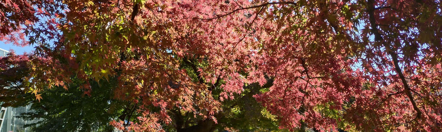 ���ΐ�A����