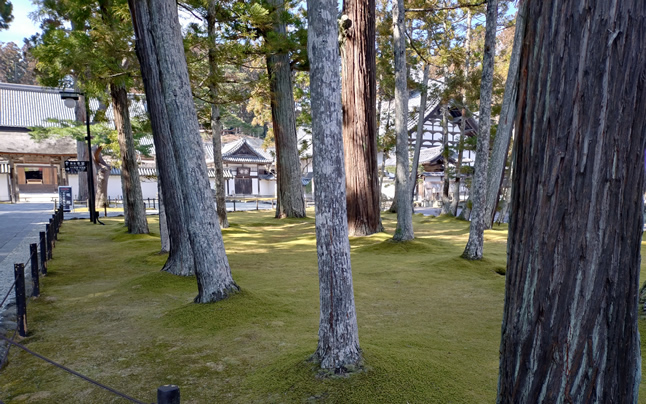 ���΂炵����