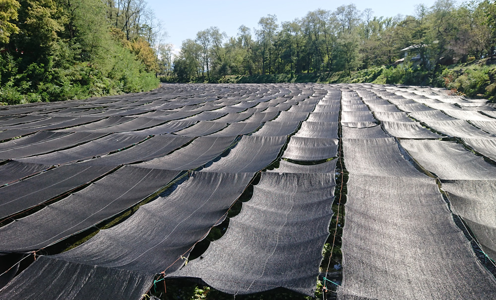 �剤�킳�є_��