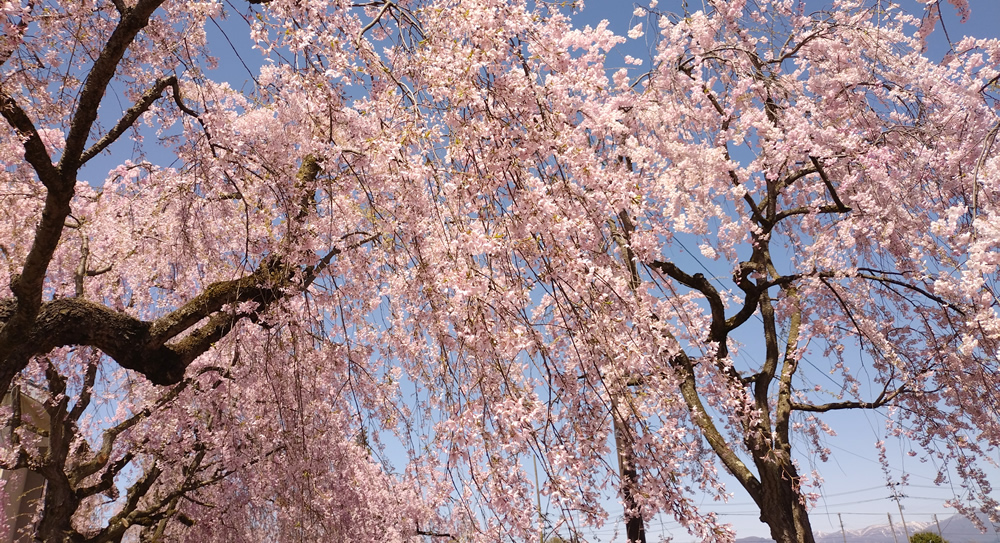 ��������̗͋���