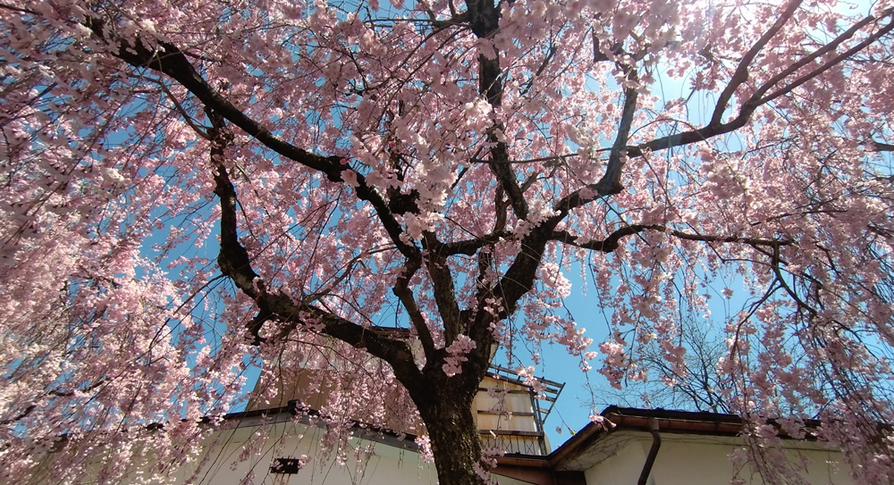 �����̂����������