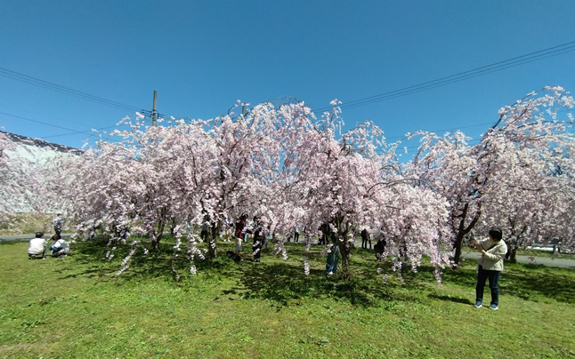 �͒Í��ƍ؂̉�