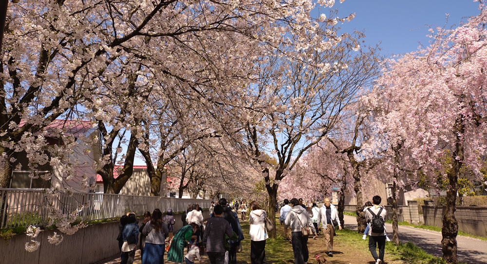 �\���C���V�m�Ƃ������